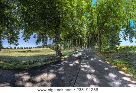 Tree Alley In The Island Of Usedom