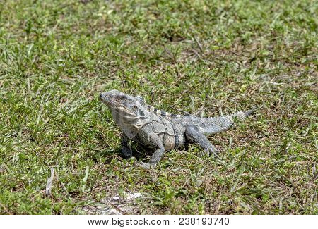 Wild Big Lizard In Key Biscane On Grass