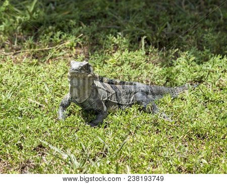 Wild Big Lizard In Key Biscane On Grass