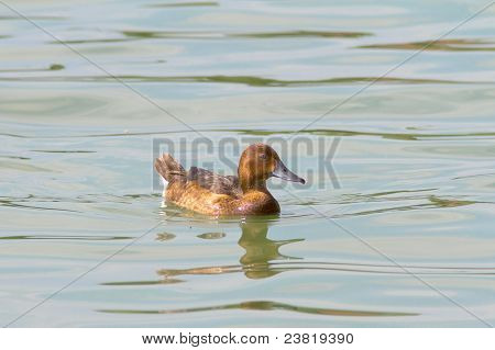 Rautapitoiset ankka (Aythya nyroca nyroca) veteen.