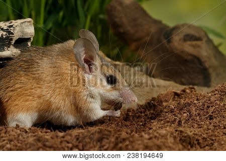 Closeup Young  Female Spiny Mouse (acomys Cahirinus) Eats Insect