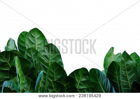 Close Up Tropical Tree Leaves At The Botanical Garden On White Isolated Background For Green Foliage