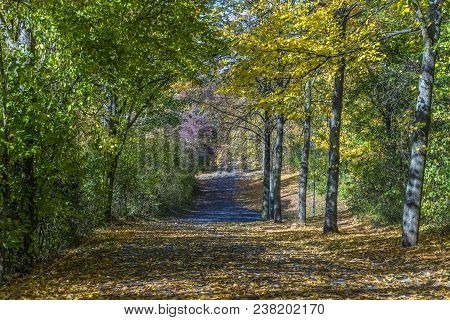 Beautiful Trees In Indian Summer Colors In The Grueneburg Park In Frankfurt