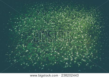 Gomphrena Celosioides  Mart Flowers Background, Suitable For Nature Concept.