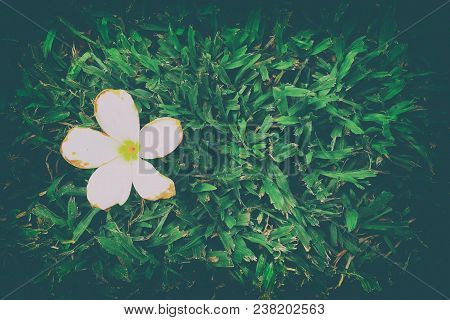 Frangipani Flower On Grass In Vintage Style With Space For Text.