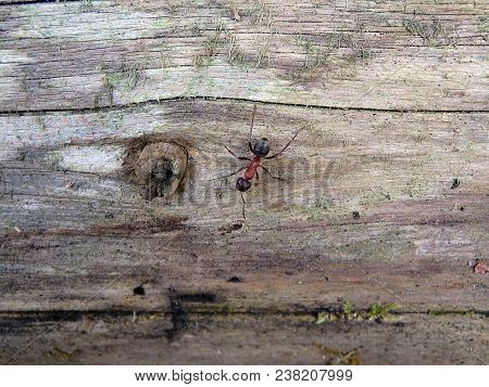 Red Wood Ant, Southern Wood Ant, Or Horse Ant,(formica Rufa)