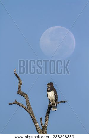 Black-chested Snake-eagleafrican Lion In Kruger National Park South Africa ; Specie Circaetus Pector