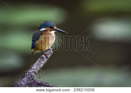 Half-collared Kingfisher In Kruger National Park South Africa ; Specie Alcedo Semitorquata Family Of