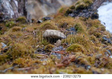 A Small Stone Lying On A Moss