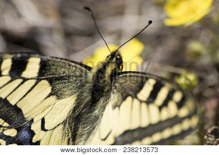 Butterfly Macaone On A Yellow Flower In A Green Grass Composition
