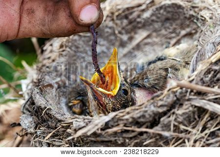 Feeding Wild Baby Bird In Nest