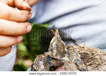 Feeding Wild Baby Bird In Nest
