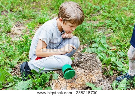 Children Feed Wild Chicks In The Nest Fallen To The Ground