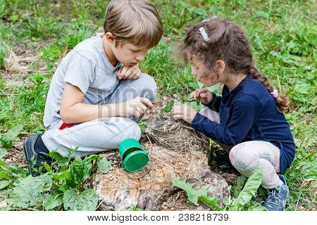 Children Feed Wild Chicks In Nest