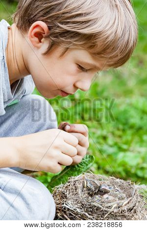 Children Feed Wild Chicks In The Nest Fallen To The Ground