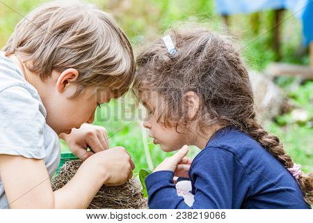 Children Feed Wild Chicks In Nest