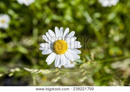 Daisy Flower Grows At The Wild Flower Meadow I