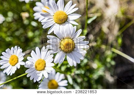 Detail Of Blooming Daisy Flower At The Meadow