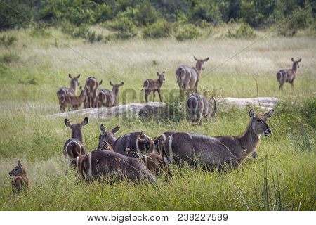 Common Waterbuck In Kruger National Park South Africa ; Specie Kobus Ellipsiprymnus Family Of Kobus 