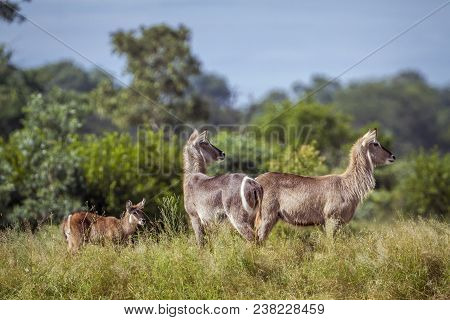 Common Waterbuck In Kruger National Park South Africa ; Specie Kobus Ellipsiprymnus Family Of Kobus 