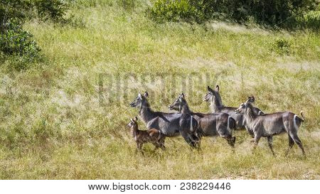 Common Waterbuck In Kruger National Park South Africa ; Specie Kobus Ellipsiprymnus Family Of Kobus 