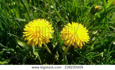 Two Beautiful Dandelions Grow In The Grass.