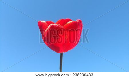 Red Tulip On A Flower On A Blue Background.