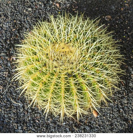Detail Of Beautiful Colorful Grusonii Cactus In Sunlight