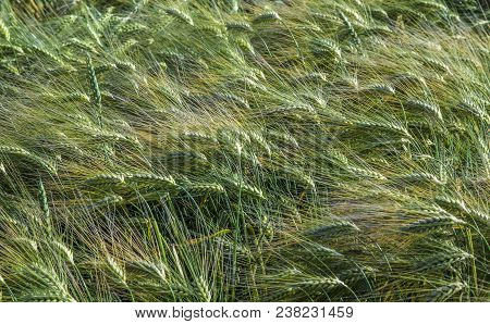 Background Of Ripe Green Corn Field In Detail