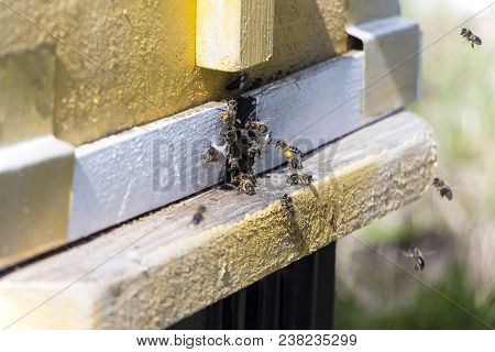Bees Fly In The Hive. Bees Collect Pollen And Carry It To The Hive.