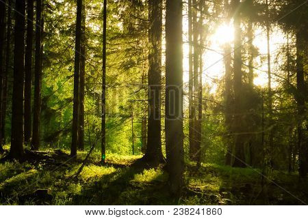 Sunlight Shining Through Trres