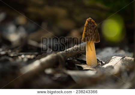 Ptychoverpa Bohemica