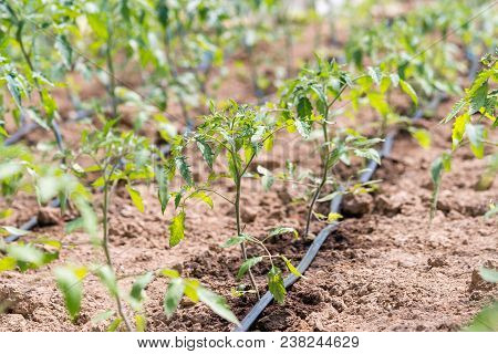 Planting Tomatoes In A Greenhouse. Garedning Season.