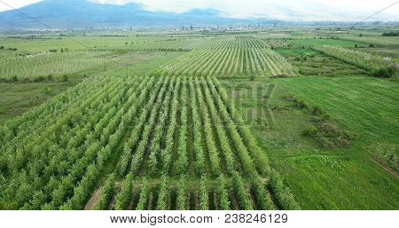 Drone Photography,aerial View Of Orchards In Resen, Prespa, Macedonia
