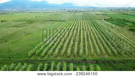 Drone Photography,aerial View Of Orchards In Resen, Prespa, Macedonia