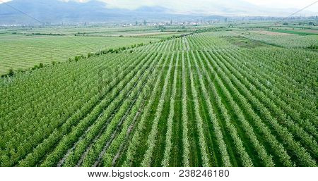 Drone Photography,aerial View Of Orchards In Resen, Prespa, Macedonia