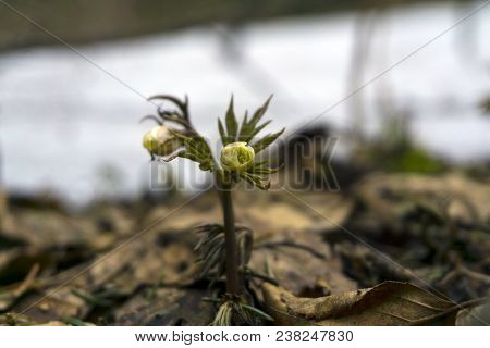 Unopened Buds Of Snowdrops Anemone Uralensis (