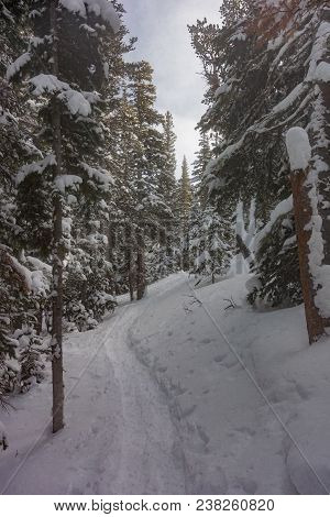 Snow Shoe Tracks In Winter Forest Along The Brainard Lake Recreation Area Vertical Shot
