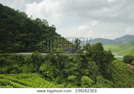 Road Around Tea Plantation Located At Cameron Highland. Famous Travel Destination With Low Tempretur