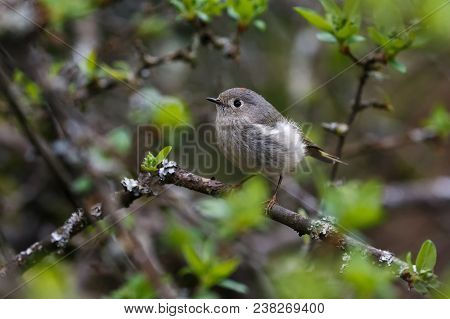 Ruby Crowned Kinglet