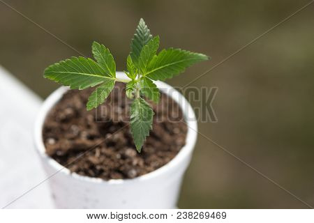 Marijuana Plant Growing