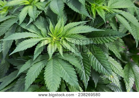 Marijuana Plant Growing