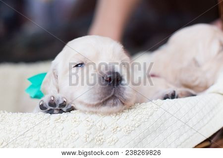 Two Weeks Old Golden Retriever Puppy In The Basket. Golden Puppy With Green Ribbon Saying Hello Worl