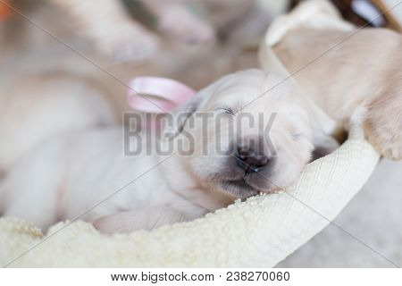 Two Weeks Old Golden Retriever Puppy In The Basket. Golden Retriever Baby Girl With Rose Ribbon Is S