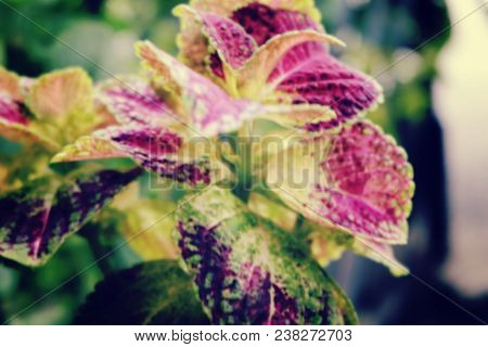Selective Focus Shot And Blurred Image, Coleus ( Solenostemon Scutellaides) Plant In Ceramic Pot. Va