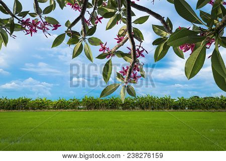 Pure Nature It's What We Want Most, The Food Of The Majority Of People In The World Is Rice, Green R