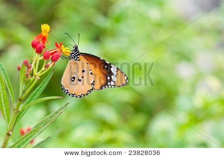 Butterfly kukka