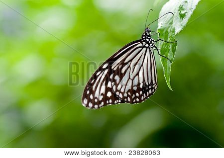 Butterfly virkavapaalla