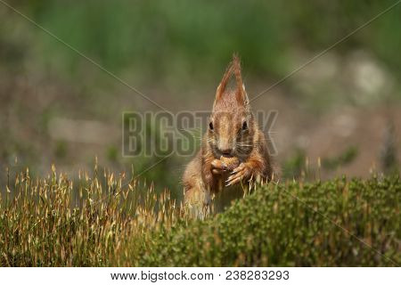 Squirrel Eats A Nut And Sits In The Moss