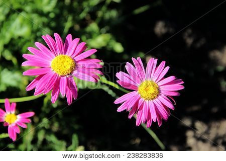 Macro Shot Of Two Flowers With Red Petals And Yellow Cores In Front And One Flower Behind The Others